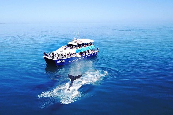 Hervey Bay Whale Watching Cruise - A Closer Look at the Hervey Bay Whale Watching Experience