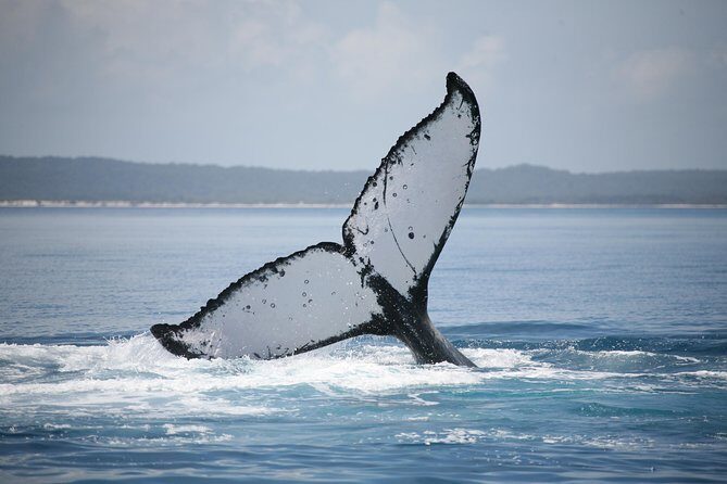 Hervey Bay Whale Watching Cruise - The Sum Up
