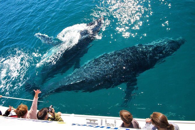 Hervey Bay Whale Watching Experience - A Deep Dive into the Hervey Bay Whale Watching Experience