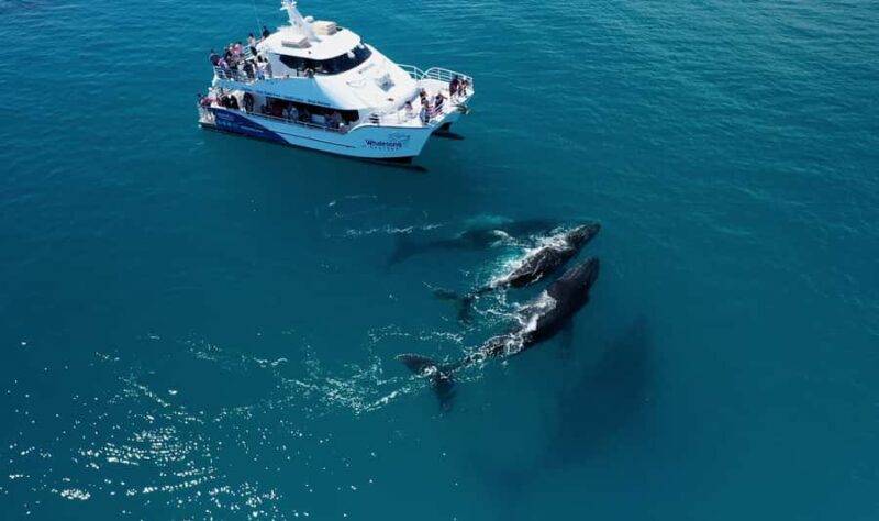 Hervey Bay: Whalesong's Half-Day Whale Watching Cruise& Meal - Key Points