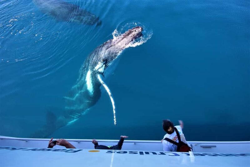 Hervey Bay: Whalesong's Half-Day Whale Watching Cruise& Meal - An Introduction to Hervey Bays Whale Watching Tour