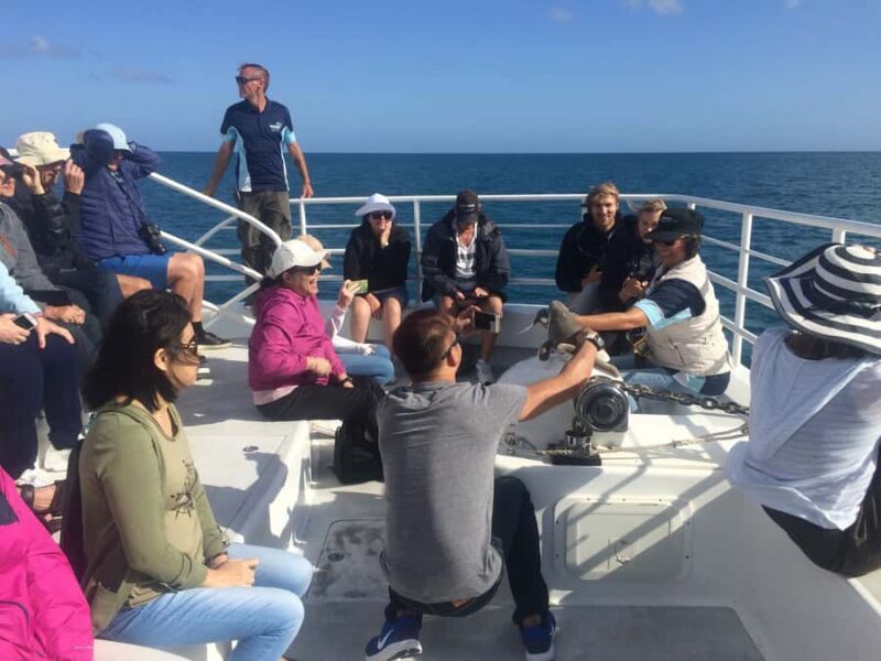 Hervey Bay: Whalesong's Half-Day Whale Watching Cruise& Meal - The Experience in Detail