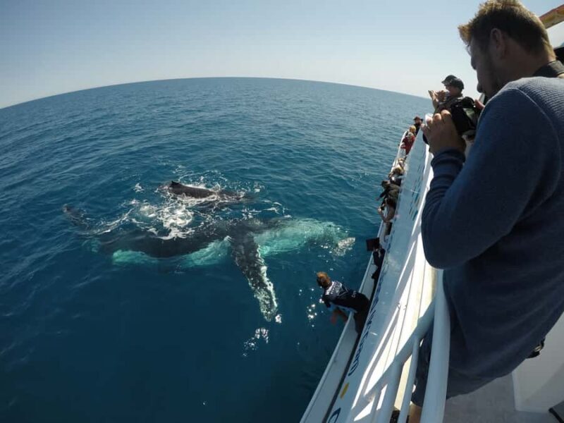 Hervey Bay: Whalesong's Half-Day Whale Watching Cruise& Meal - The Sum Up