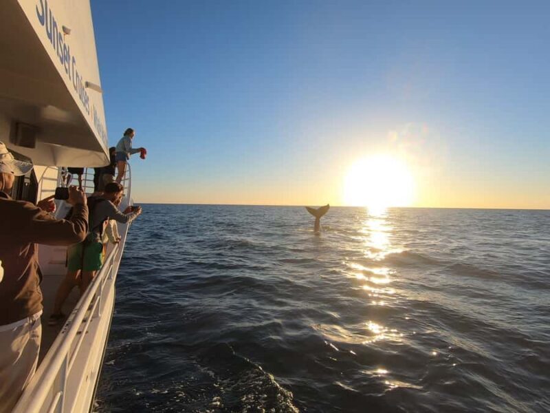 Hervey Bay: Whalesong's Half-Day Whale Watching Cruise& Meal - FAQ
