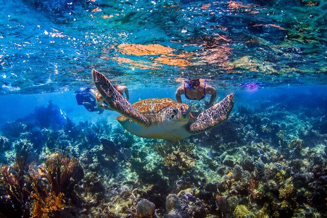 Hidden Cenote Swim: Snorkeling, Sea Turtles and Beachside Lunch - Key Points