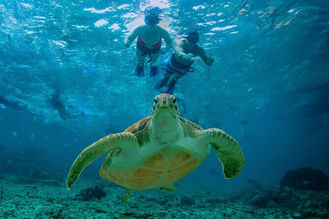 Hidden Cenote Swim: Snorkeling, Sea Turtles and Beachside Lunch - An Introduction to the Tour Experience