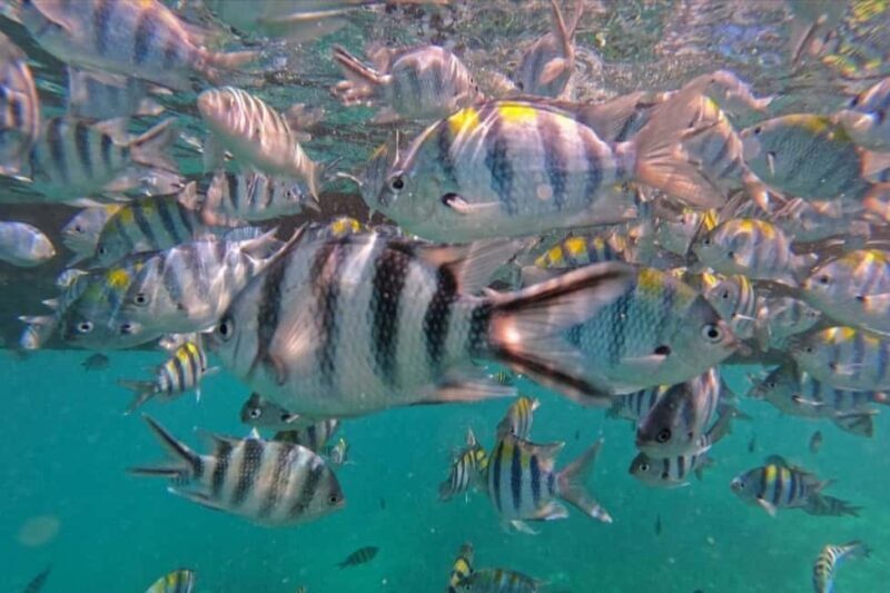 Hidden Zanzibar's Magic: Marine Life, Culture, and Advanture - Key Points