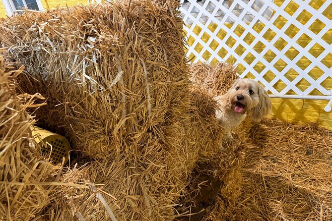 Hide & Seek Skills for Dogs at the Hay filled New York City Barn - A Detailed Look at the Experience