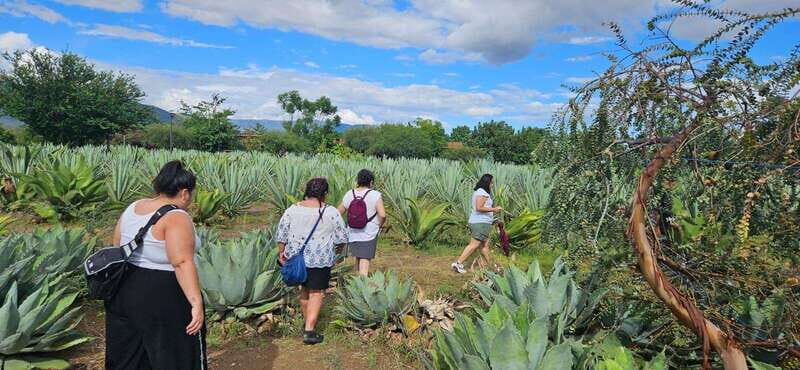 Hierve el agua: A Day of Adventure, Culture, and Flavor - The Itinerary and Logistics