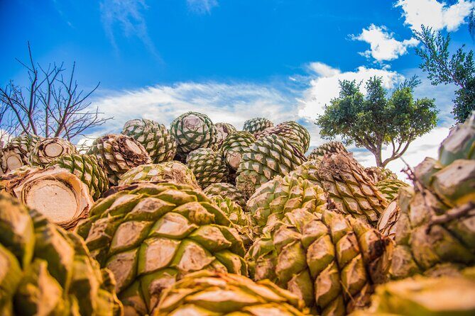 Hierve el Agua, Mitla, Tule, Teotilán and Mezcal factory - Authenticity and Value