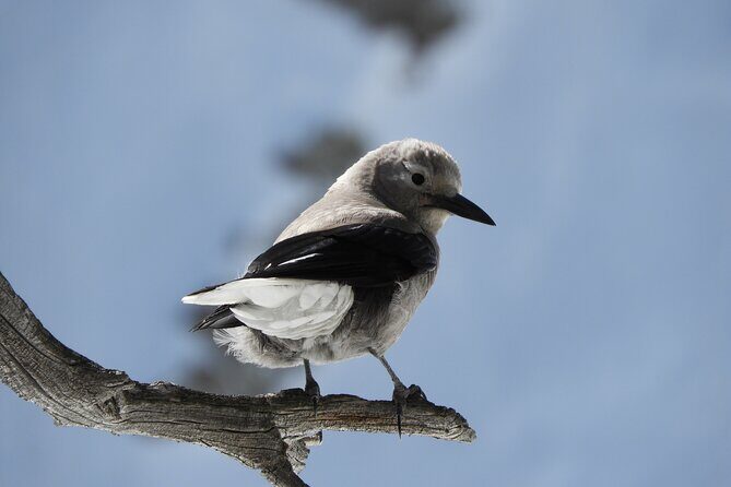 High Country Birding Hike and Hot Spring Soak from Denver - FAQ