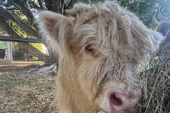 Highland Cow Experience - An Authentic Highland Cow Encounter on the Sunshine Coast
