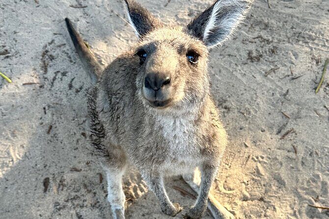 Highlights of the Eurobodalla (half day private tour) - The Sum Up