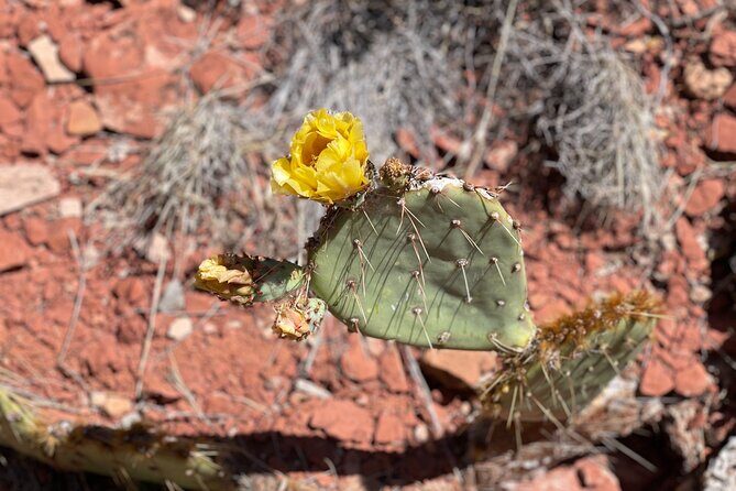 Hike and Heal Couples Relationship in Sedona Healing Red Rocks - Why This Tour Can Be a Game-Changer