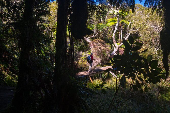 Hike: Bélouve Rainforest and Trou de Fer - Thorough Breakdown of the Itinerary