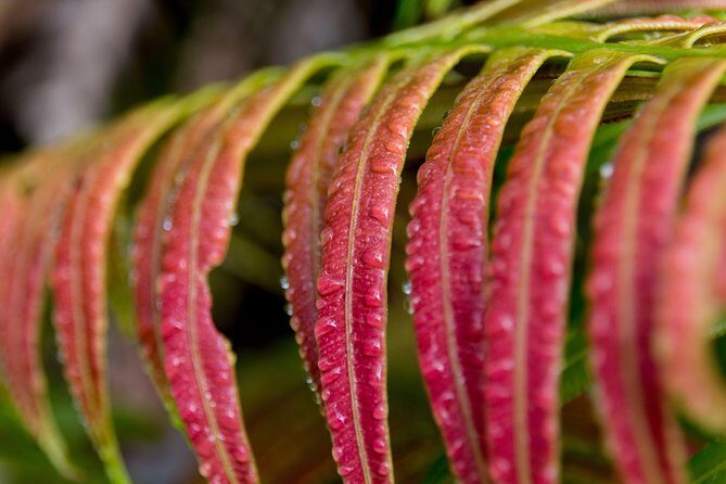 Hike: Bélouve Rainforest and Trou de Fer - The Sum Up: Why This Hike Is a Great Investment