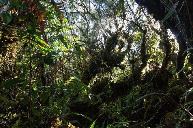 Hike: Bélouve Rainforest and Trou de Fer - FAQ