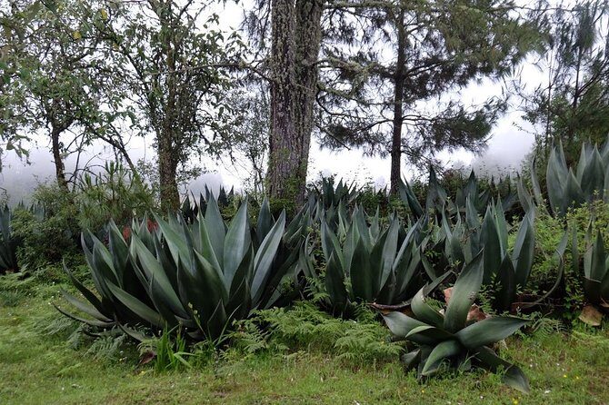 Hike el Camino Real, Latuvi Lachatao - Who Should Consider This Tour?