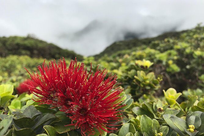 Hike Honolua Ridgeline - The Sum Up: The Bottom Line for the Curious and Conservation-Conscious