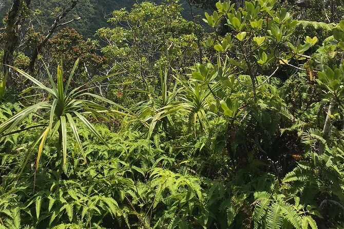 Hike Honolua Ridgeline - Frequently Asked Questions