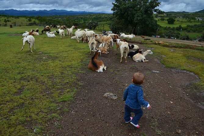 Hike in the Sierra de Santa Rosa - The Sum Up: Why This Hike Is a Great Choice