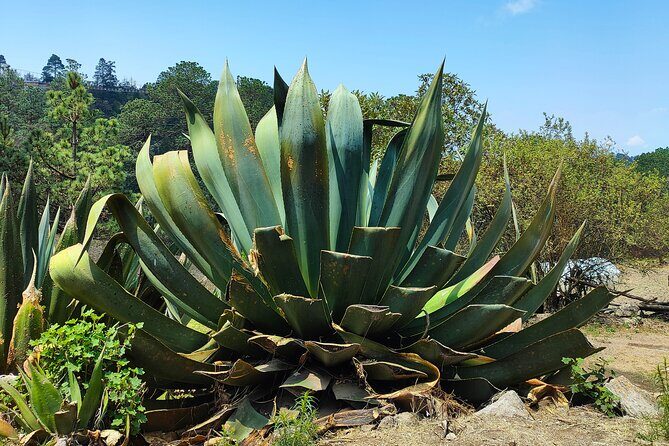 Hike in the Sierra Norte, Cuajimoloyas - Who Should Consider This Tour?