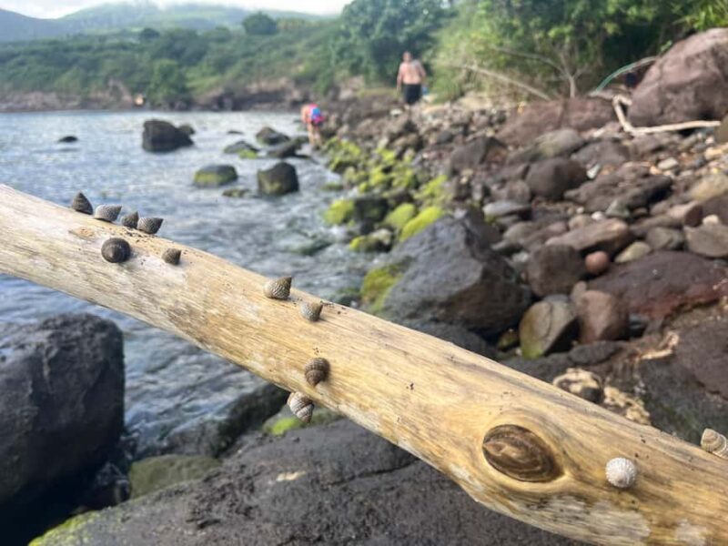 Hike St. Kitts: Sea Glass Discovery at Volcanic Beach - Who Will Love This Tour?