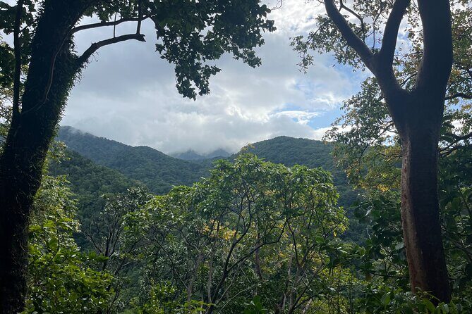 Hike St Kitts: Wingfield Rainforest and Romney Experience - A Forest Walk for All Levels
