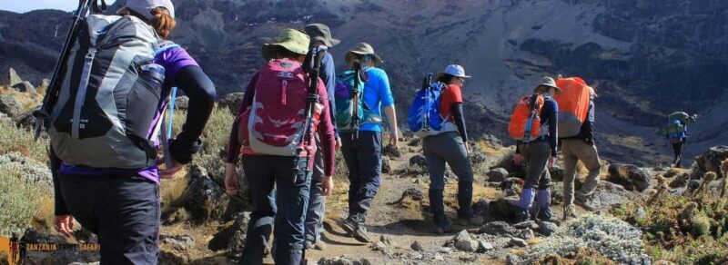Hike to Shira Plateau on Mt. Kilimanjaro Guided Full-Day Tour - What to Expect During the Hike