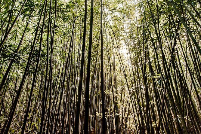 Hike Trail to Waterfall & Nature Walk - Exploring the Itinerary: What to Expect
