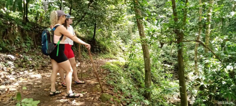 Hiking Adventure Through Grand E'tang RainForest - An In-Depth Look at the Rainforest Hike