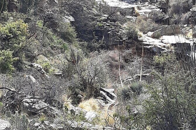 Hiking at Starr Pass and Tucson Mountains - Why This Tour Offers Good Value