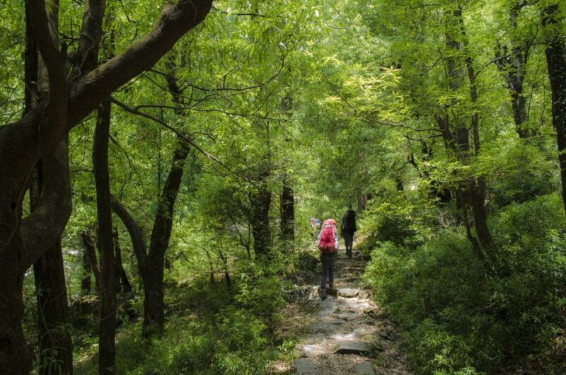 Hiking Day Tour to Triund from Dharamshala - Who Should Consider This Tour?