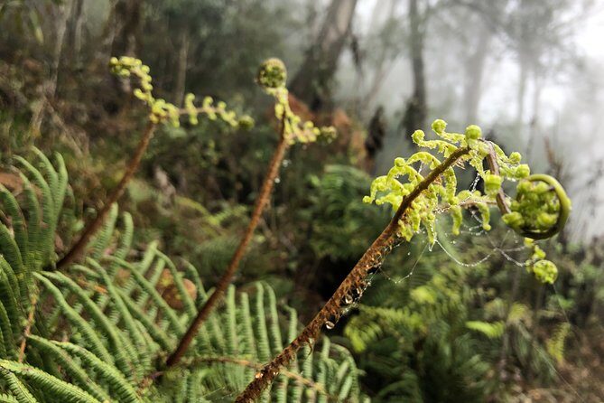 Hiking Fansipan in 1 day - A Deep Dive into the Fansipan Trek Experience