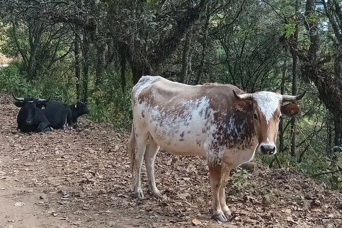 Hiking in Sierra Norte the most spectacular trails in Oaxaca - FAQ