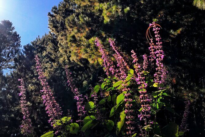 Hiking in the Sierra Norte of Oaxaca - FAQ