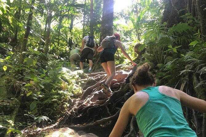 Hiking Mount Liamuiga Volcano in St Kitts - Practical Details: What You Need to Know