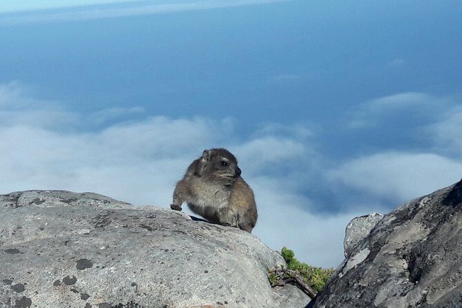 Hiking Table Mountain via Kasteels Poort Morning Hike - Final Thoughts: Who Should Book This Hike?