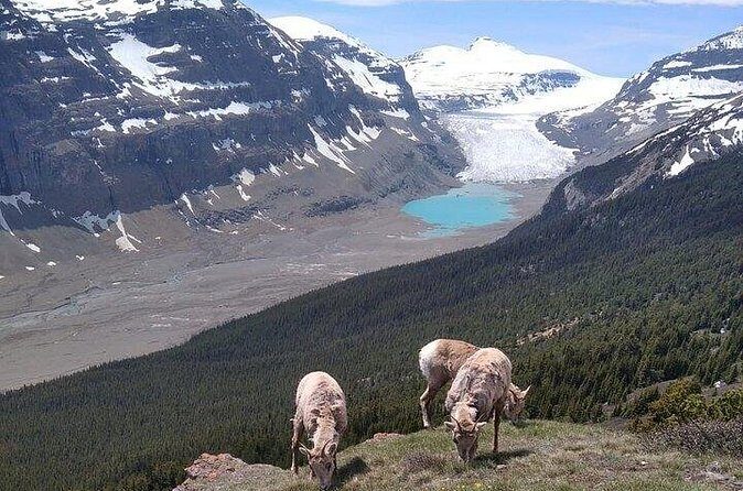 Hiking the Columbia Icefields Region with Your Private Guide - Practical Details to Keep in Mind
