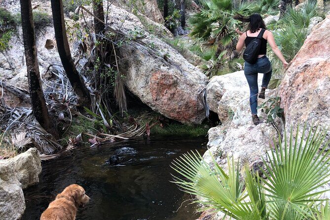 Hiking to Desert Palm Oases of San Carlos with a Biologist - A Closer Look at the Tour: What to Expect