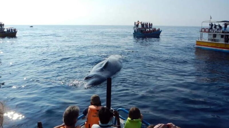 Hikkaduwa/Galle/Ahangama: Whale Watching Tour in Mirissa - Key Points