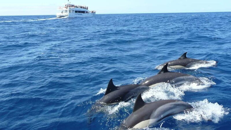Hikkaduwa/Galle/Ahangama: Whale Watching Tour in Mirissa - A Closer Look at the Whale Watching Experience