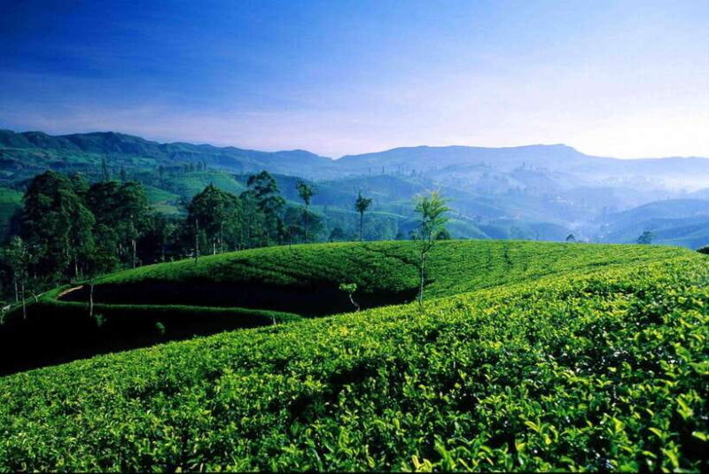 Hikkaduwa/Galle/Weligama/Mirissa: Day Trip to Ella Highlands - FAQ