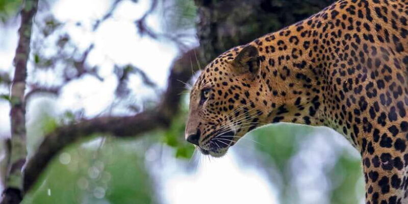 Hikkaduwa/Galle/Weligama/Mirissa/Tangalle: Yala Safari Tour - Who Should Consider This Tour?