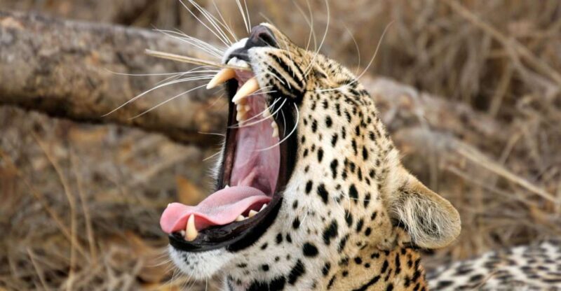 Hikkaduwa/Galle/Weligama/Mirissa/Tangalle: Yala Safari Tour - Final Thoughts