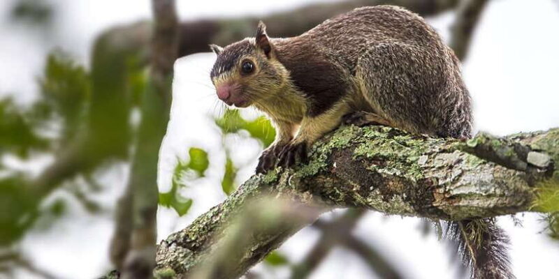 Hikkaduwa/Galle/Weligama/Mirissa: Yala National Park Safari - Who Will Appreciate This Tour?
