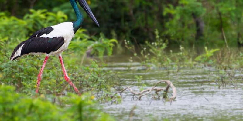 Hikkaduwa/Galle/Weligama/Mirissa: Yala National Park Safari - FAQ
