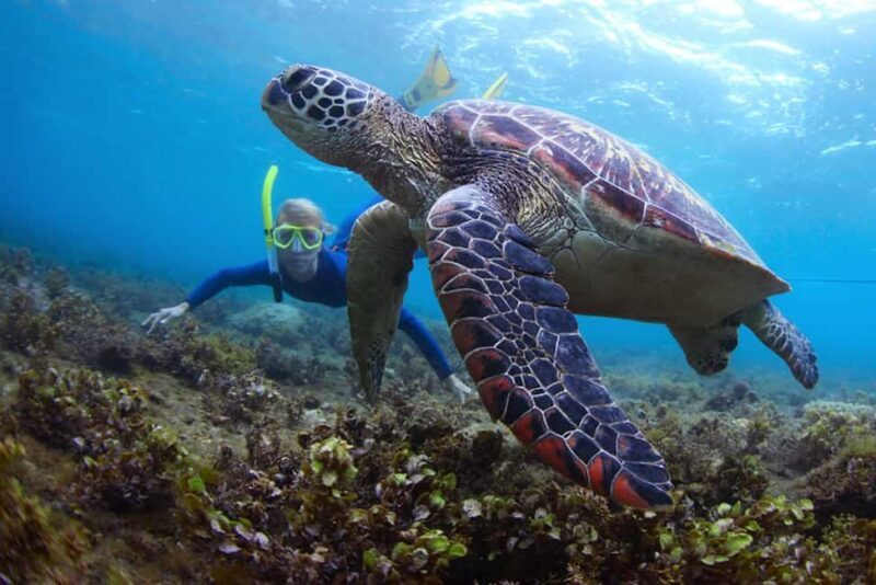 Hikkaduwa Snorkeling Tour: 2 Hours of Underwater Adventure - Detailed Breakdown of the Tour Itinerary