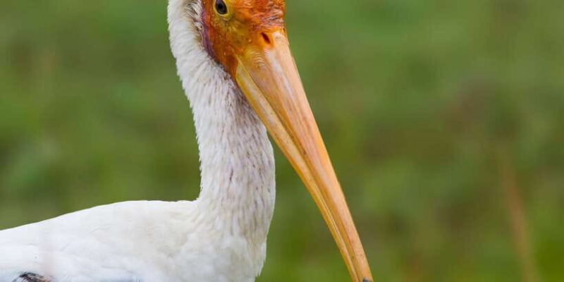 Hikkaduwa: Yala & Udawalawe Safari Day Trip with Picnic - Introduction