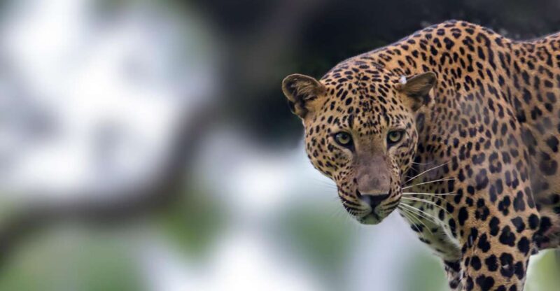 Hikkaduwa: Yala & Udawalawe Safari Day Trip with Picnic - Why This Tour Offers Good Value